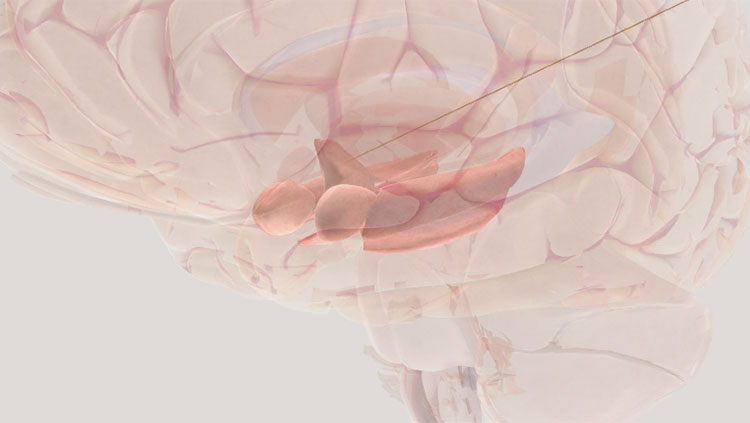 https://www.brainfacts.org/-/media/Brainfacts2/For-Educators/For-the-Classroom/limbic-system-thumbnail.jpg